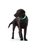 HUNTER Hundehalsband Convenience