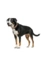 HUNTER Hundehalsband Porto