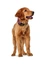 HUNTER Hundehalsband Hilo