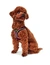 HUNTER Hundegeschirr Hilo Comfort
