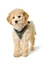 HUNTER Geschirr Hilo Comfort