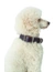 HUNTER Hundehalsband Aalborg Special