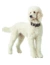 HUNTER Hundehalsband Aalborg Special