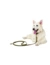 HUNTER Hundehalsband Aalborg Special