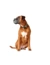 HUNTER Hundehalsband Aalborg Special