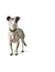 HUNTER Hundehalsband Aalborg