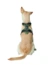 HUNTER Hundegeschirr Divo