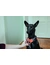 HUNTER Hundegeschirr Divo