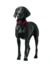 HUNTER Hundehalsband Aalborg