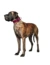 HUNTER Hundehalsband Aalborg Special