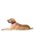 HUNTER Hundehalsband Aalborg Special