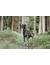 HUNTER Hundegeschirr Divo