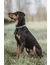 HUNTER Hundehalsband Inari Alu-Strong