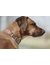 HUNTER Hundehalsband Inari Alu-Strong