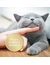 Felisept Home Comfort Spray für Katzen