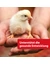 Quiko Hobby Farming Eifutter
