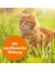 ARDAP Zecken- & Flohhalsband für Katzen
