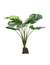 Lucky Reptile Monstera