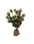 Lucky Reptile Podocarpus