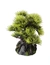 AQUA DELLA Bonsai Sort