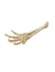 AQUA DELLA Skelett Hand