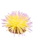 AQUA DELLA Anemone