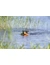 TRIXIE Aqua Toy Ente am Seil