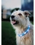 TRIXIE Flash Leuchtband USB