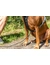 TRIXIE Premium Active Geschirr