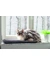 Petlando Windowchiller Rows