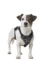 HUNTER Hundegeschirr Divo Up