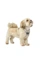 HUNTER Hundegeschirr Divo Up