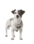 HUNTER Hundegeschirr Divo Up