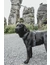 HUNTER Hundegeschirr Maldon Up