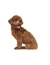 HUNTER Hundegeschirr Tripoli