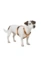 HUNTER Hundegeschirr Tripoli
