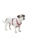 HUNTER Hundegeschirr Tripoli