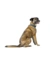 HUNTER Hundehalsband Malta