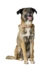 HUNTER Hundehalsband Malia