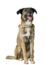 HUNTER Hundehalsband Malia