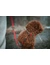 HUNTER Hundehalsband Malia