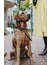 HUNTER Hundehalsband Malia