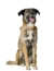 HUNTER Hundehalsband Malia