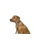 HUNTER Hundehalsband Lemvig