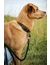 HUNTER Hundehalsband Lemvig