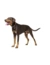 HUNTER Hundehalsband Lemvig