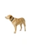 HUNTER Hundehalsband Havanna
