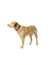 HUNTER Hundehalsband Havanna