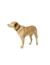 HUNTER Hundehalsband Havanna