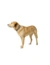 HUNTER Hundehalsband Havanna